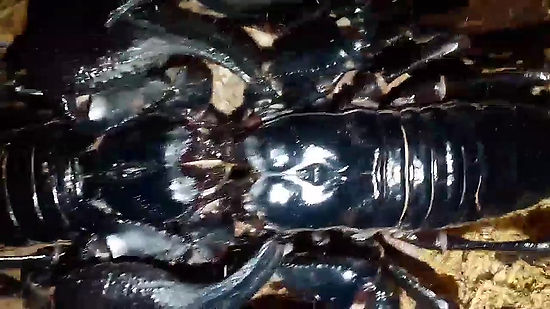 H.petersii (asianf forest scorpion) mating dance